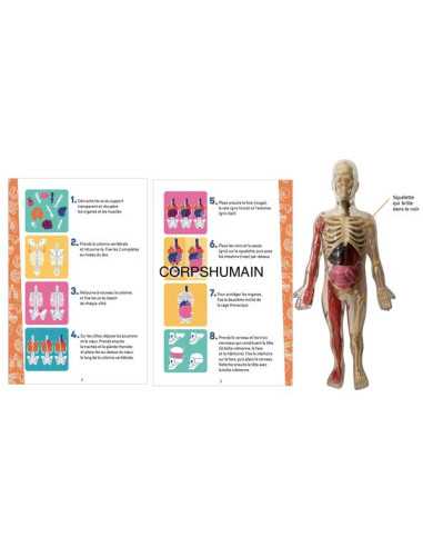 Je découvre le corps humain - Auzou Je découvre le corps humain - Auzou