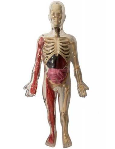 Je découvre le corps humain - Auzou Je découvre le corps humain - Auzou