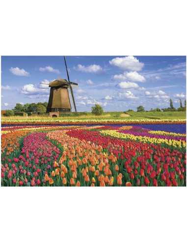 Puzzle Champs de tulipes en Hollande... Puzzle Champs de tulipes en Hollande...