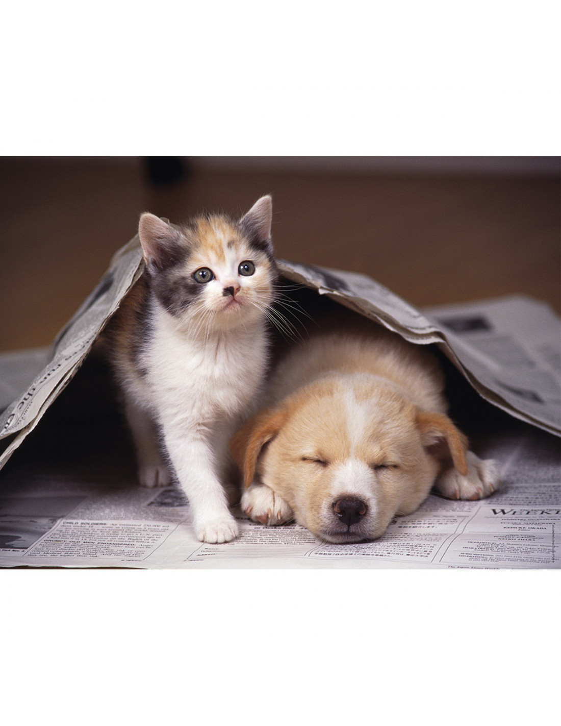 Puzzle 250 Pieces Nouvelles Du Jour Puzzle Chien Et Chat Nathan Lapouleapois Fr Puzzle 250 Pieces Nouvelles Du Jour Puzzle Chien Et Chat Nathan Lapouleapois Fr