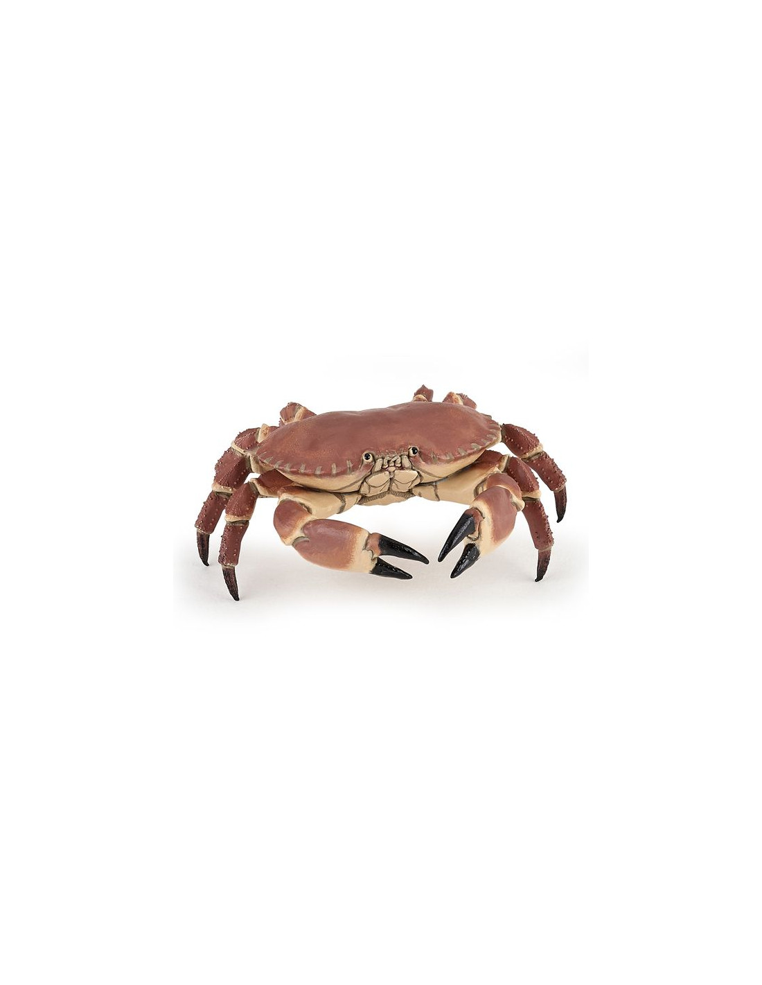 Creation Crabes Tapis Crustacé famille Création 
