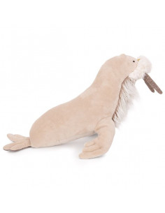 Petit morse Tout autour du...