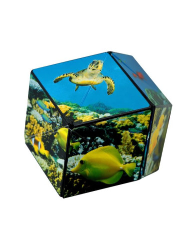 Shashibo Océan Shashibo Océan